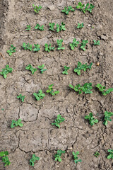 Young shoots of green peas in the garden bed