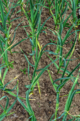 Fragment of a garden bed with garlic on a summer day