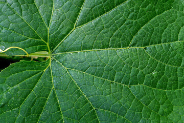 A fragment of a cucumber leaf in the rays of sunlight close-up
