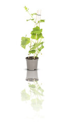 Melothria scabra​ oaganic Cucamelon tree in a pot isolated on white background with cutout and​ clipping​ path​