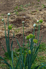 Green onion bush with ripe seeds close-up