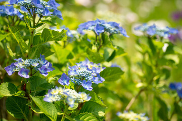 満開の紫陽花
