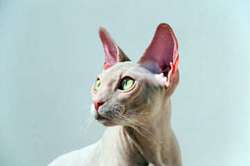 The face of a Cornish Rex kitten. Focus on the eyes.