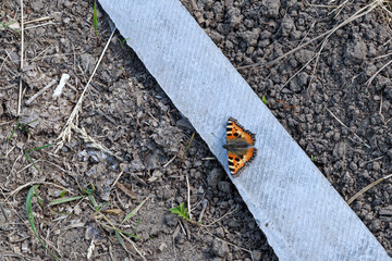 A butterfly sits on a slate sheet in close-up
