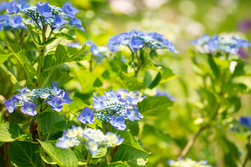 満開の紫陽花
