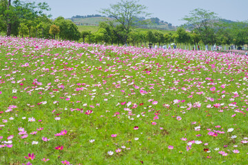 Early Summer scenery of Mulan grassland Scenic spot in Wuhan, Hubei Province, China