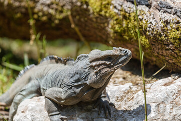 Cyclura cornuta, Male rhinoceros iguana on the rock - Powered by Adobe