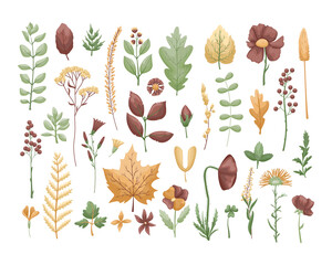 The vector set with herbarium leaves and flowers. Hobby. Botanic set.