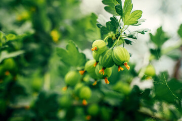 Gooseberry berries on a bush in the garden