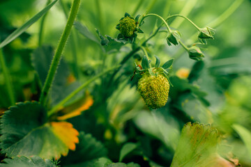 Green unripe strawberries on a bush in the garden