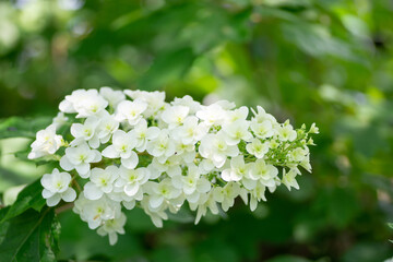 満開の紫陽花
