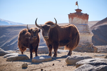 yak grazing in the mountains