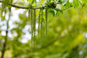 Branch at the time of flowering Butternut or white walnut (Juglans cinerea). Flowers and leaves white walnut (Juglans cinerea) close-up.
