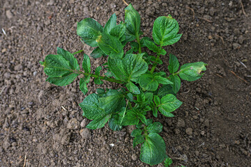 Top view of a potato bush close-up
