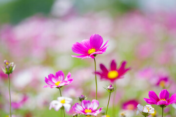 Early Summer scenery of Mulan grassland Scenic spot in Wuhan, Hubei Province, China