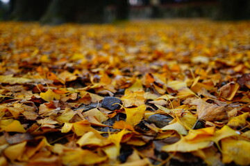 イチョウの落ち葉の絨毯