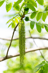 Branch at the time of flowering Butternut or white walnut (Juglans cinerea). Flowers and leaves white walnut (Juglans cinerea) close-up.

