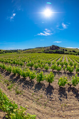 Fototapeta na wymiar Fields of vines in the vineyards of south France near the Mediterranean Sea
