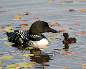 Common Loon Photo. Swimming and and kissing baby chick loon with water lily pads foreground and background and enjoying the miracle new life in their environment and wetland habitat. Baby Loon. ©  Aline