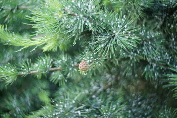 Kiefer Ast mit Ausholzung aufgrund von Hitze und Sonneneinstrahlung während der Wachstumsphase