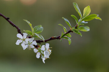 Flower European plum (Prunus domestica) macro with a beautiful background of boyuke. Prunus domestica, the European plum is a species of flowering plant in the family Rosaceae.