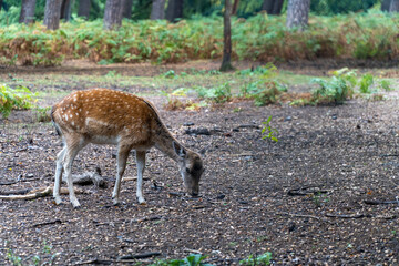 Young Deer