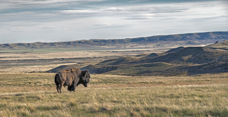 Single male plains bison on the prairie in Grasslands National Park, Saskatchewan, Canada
