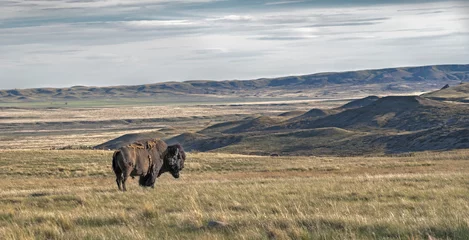 Papier Peint photo Bison Single male plains bison on the prairie in Grasslands National Park, Saskatchewan, Canada