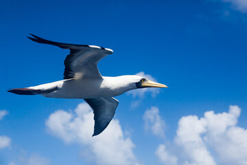 Nazca Booby (Sula granti) flies beautifully close in the blue sky with white clouds.