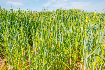 Fototapeta premium Wheat in an agricultural field waving in the wind in an agricultural field in bright sunlight below a blue sky in springtime, Almere, Flevoland, Netherlands, June 10, 2021