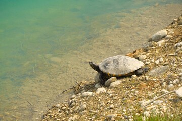 Turtle (yellow bellied slider) one animal portrait. Tortoise on shore in the wild.  Water...