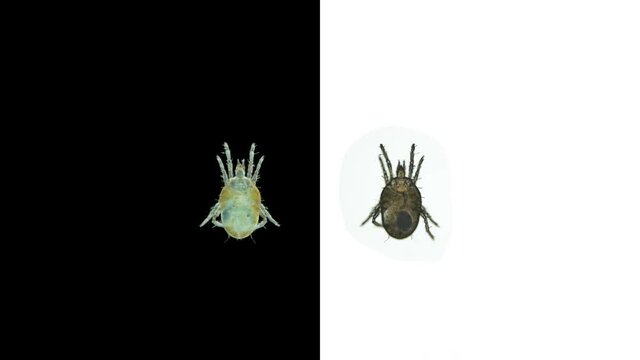 Tick acari order Trombidiformes under a microscope, superfamily Tydeoidea.