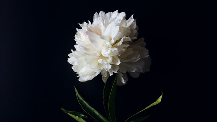 moody floral panoramic banner on a dark background. beautiful large white peony flower on a black surface. simple flat lay