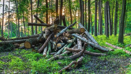Ścięte drzewo składowane w lesie