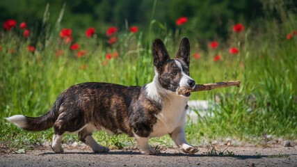 Ścięte drzewo składowane w lesie © Michal45