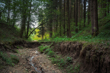 Dry forest stream in a pine forest
