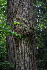 Majestic tree trunks close-up, isolated from the background