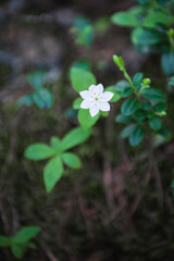 White flower and Green leaves background.Green leaves color tone dark