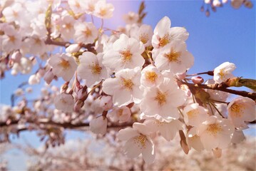 cherry blossom in spring