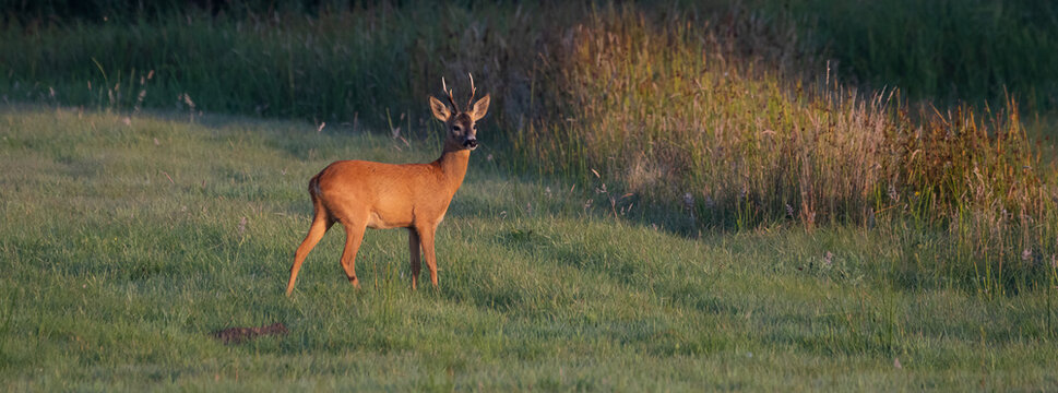 Attentive roe deer buck looking behind in early morning sunlight.
