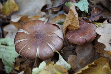 mushroom in the forest