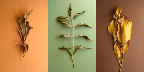 dry wood leaves lie on paper backgrounds, pastel colors, beige and green shades, triptych.