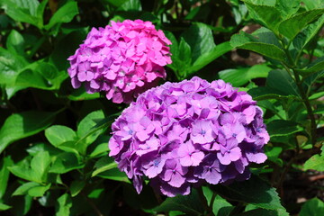 日本のアジサイ。6月梅雨の季節。