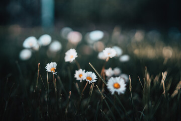 Stokrotki kwitnące kwiatki w trawie