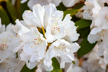 Białe kwiaty różanecznika  (Rhododendron L.)