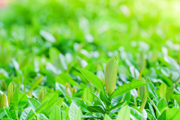 Nature of green leaf in garden at summer under sunlight. Natural green leaves plants using as spring background environment ecology or greenery wallpaper