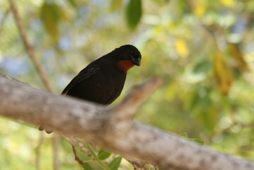 Oiseau sur sa branche