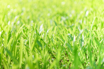 Nature of green leaf in garden at summer under sunlight. Natural green leaves plants using as spring background environment ecology or greenery wallpaper
