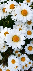 Fototapeta premium daisies in a vase