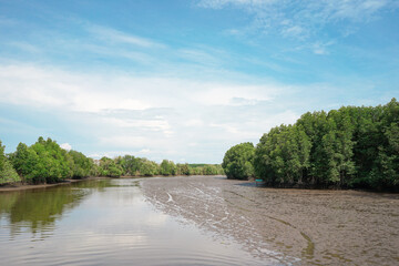 Landscape photo; The green mangrove forest and swamp with refection in the sea and blue sky, Greenery Nature and Save Earth background concept